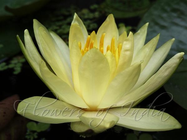 Lemon Mist Water Lily